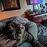cat, tabby, hand, rings, blanket, bed, dresser, indoor, furniture, picture_frame, clutter, pet, cozy, resting, patterned, home, comfort, feline, relaxation, animal
