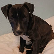 Arthur participe au concours pour gagner de l'argent avec cette photo : animal, bed, black_coat, companion, cute, dog, domestic, fur, fur_pattern, household, indoor, looking_down, pet, puppy, resting, sitting, soft, white_blanket, white_paws, young