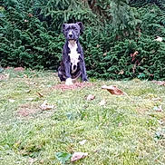 Arthur participe au concours pour gagner de l'argent avec cette photo : puppy, dog, grass, greenery, bushes, outdoor, nature, animal, pet, young, black_and_white, curious, sitting, leaf, park, garden, canine, fur, mammal, adorable