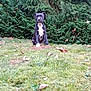 puppy, dog, grass, greenery, bushes, outdoor, nature, animal, pet, young, black_and_white, curious, sitting, leaf, park, garden, canine, fur, mammal, adorable