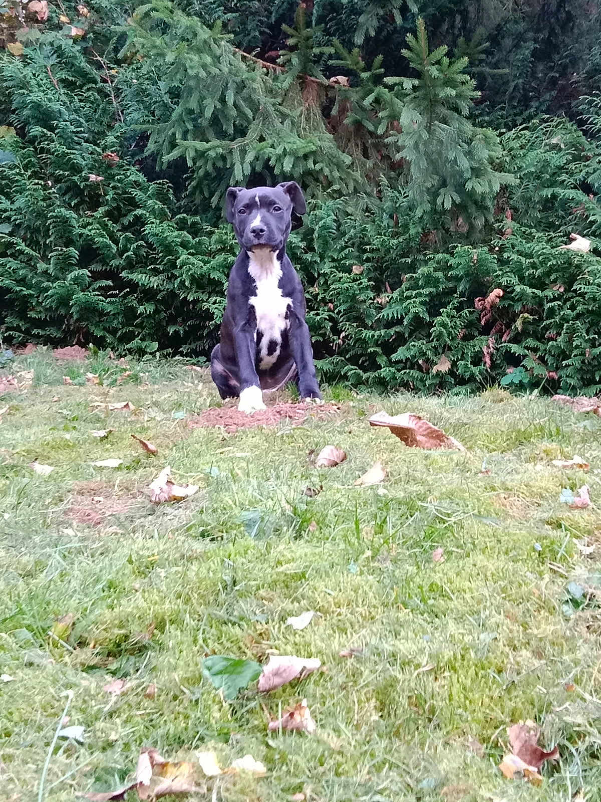 Arthur participe au concours pour gagner de l'argent avec cette photo : puppy, dog, grass, greenery, bushes, outdoor, nature, animal, pet, young, black_and_white, curious, sitting, leaf, park, garden, canine, fur, mammal, adorable