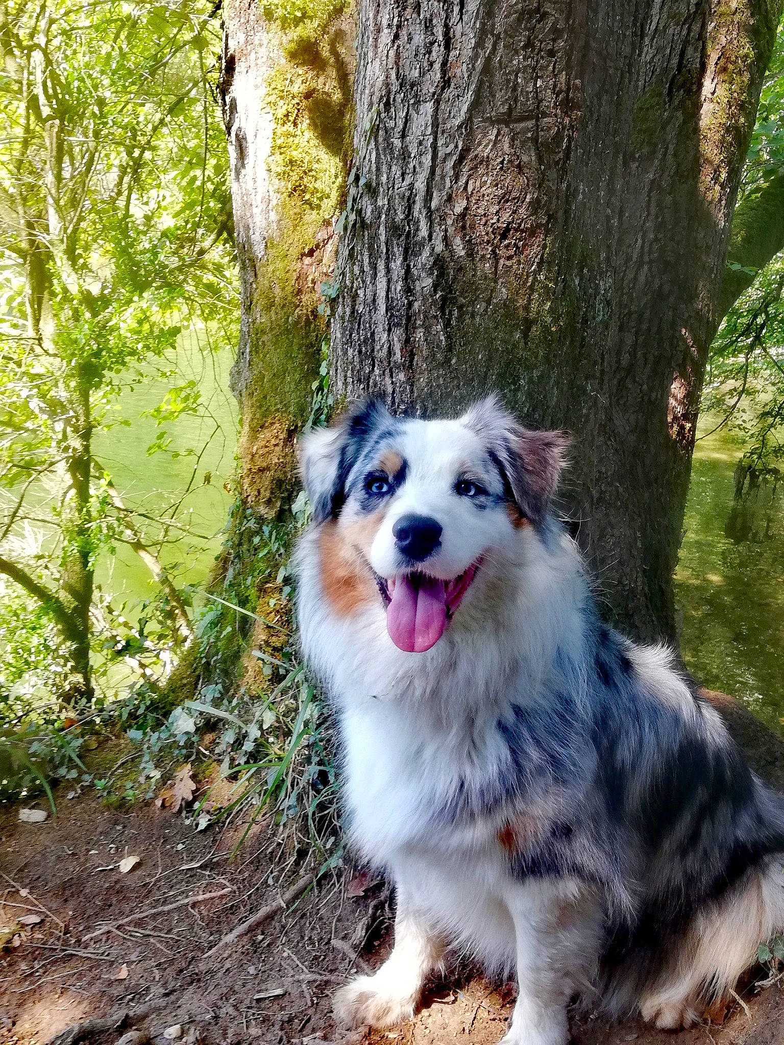 Mystique participe au concours pour gagner de l'argent avec cette photo : border_collie, canidae, carnivore, companion_dog, dog, dog_breed, forest, fur, grass, herding_dog, plant, sled_dog, smile, snout, sporting_group, tree, trunk, whiskers, wood, woodland