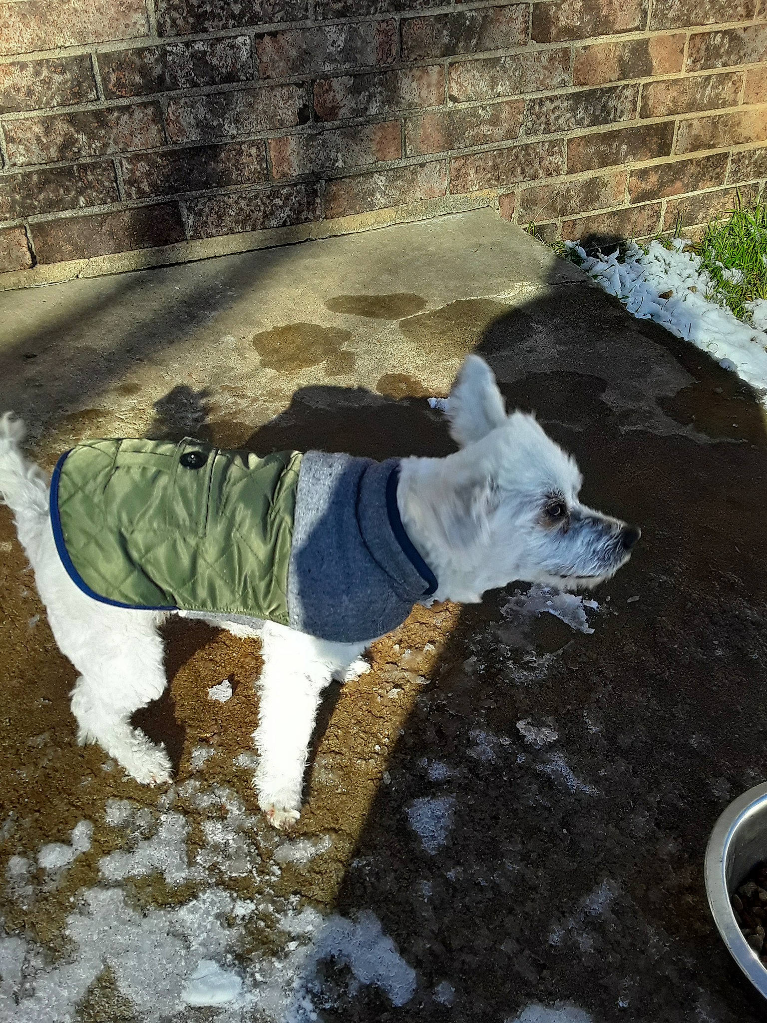 Leo joined the competition — help win amazing prizes! canidae, concrete, non_sporting_group, sporting_group