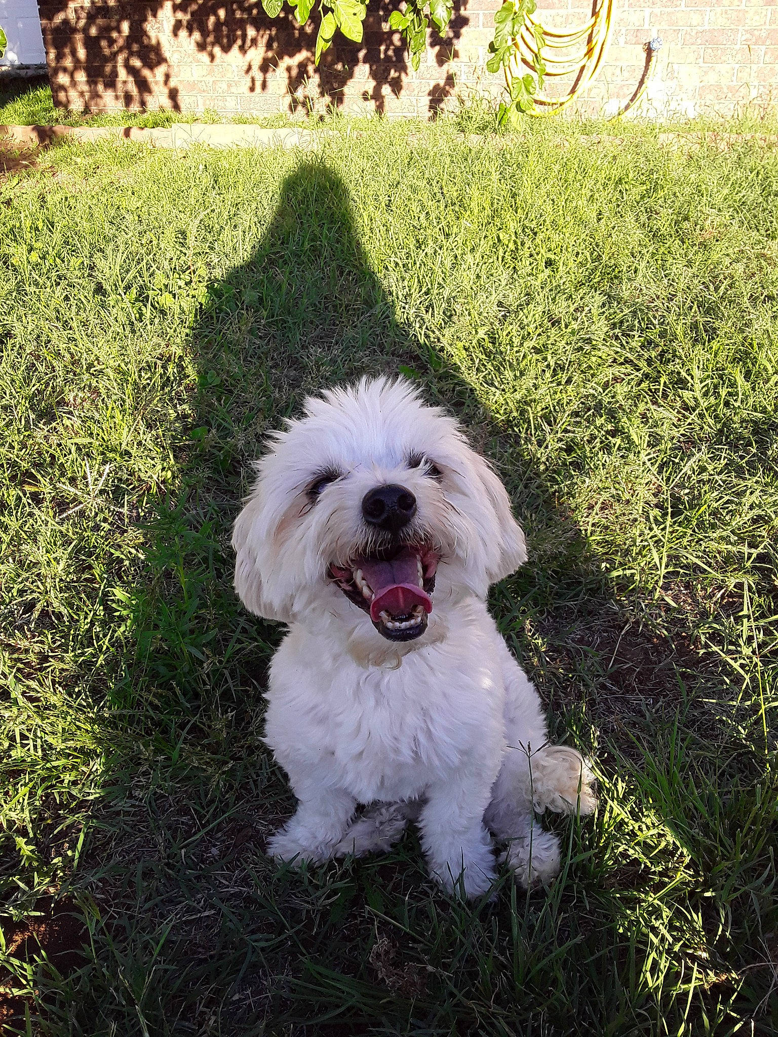 Leo joined the competition — help win amazing prizes! bichon, bichon_frise, bolognese, bolonka, canidae, carnivore, cavachon, cockapoo, companion_dog, coton_de_tulear, dog, dog_breed, grass, havanese, kyi_leo, maltepoo, maltese, mammal, puppy, vertebrate