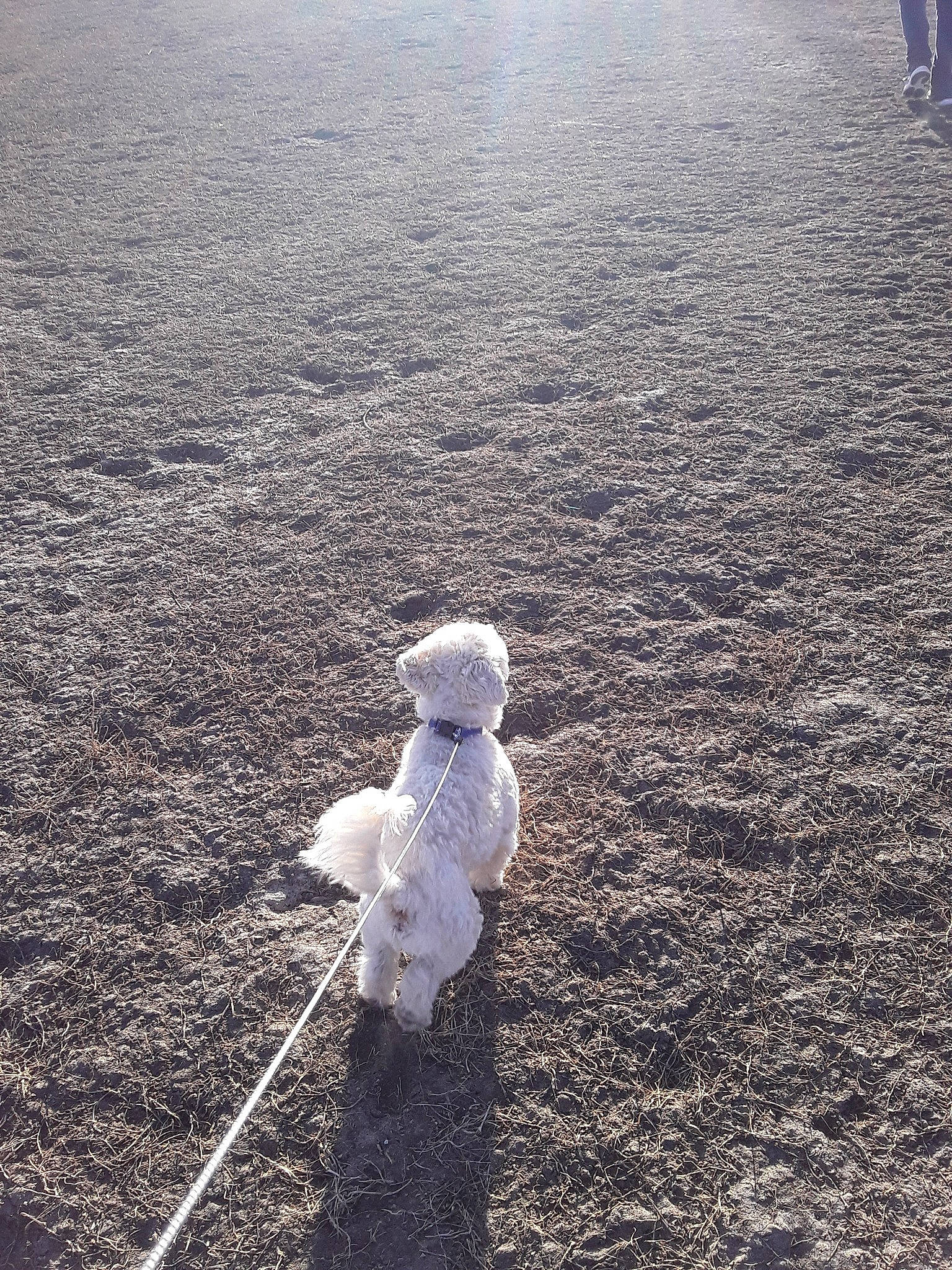 Leo is registered to the contest to win money with this photo: asphalt, bichon, canidae, cloud, dog, dog_breed, dog_walking, maltese, non_sporting_group, play, poodle, sea, shadow, sky, soil, toy_dog, water, west_highland_white_terrier