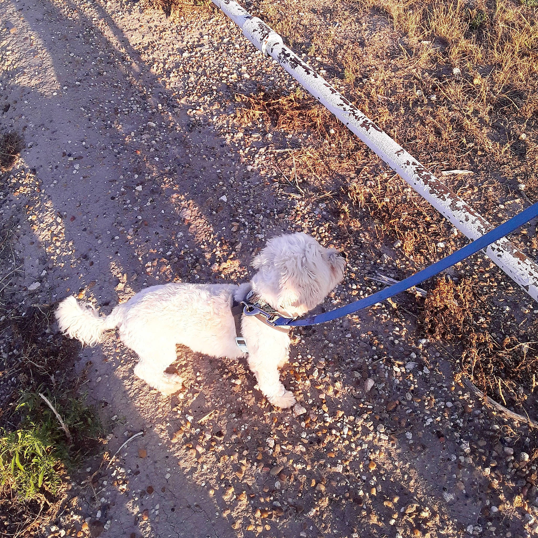 Leo joined the competition — help win amazing prizes! asphalt, fawn, mountain, road, road_surface, shadow, soil, sunlight, tortoise, tree, turtle