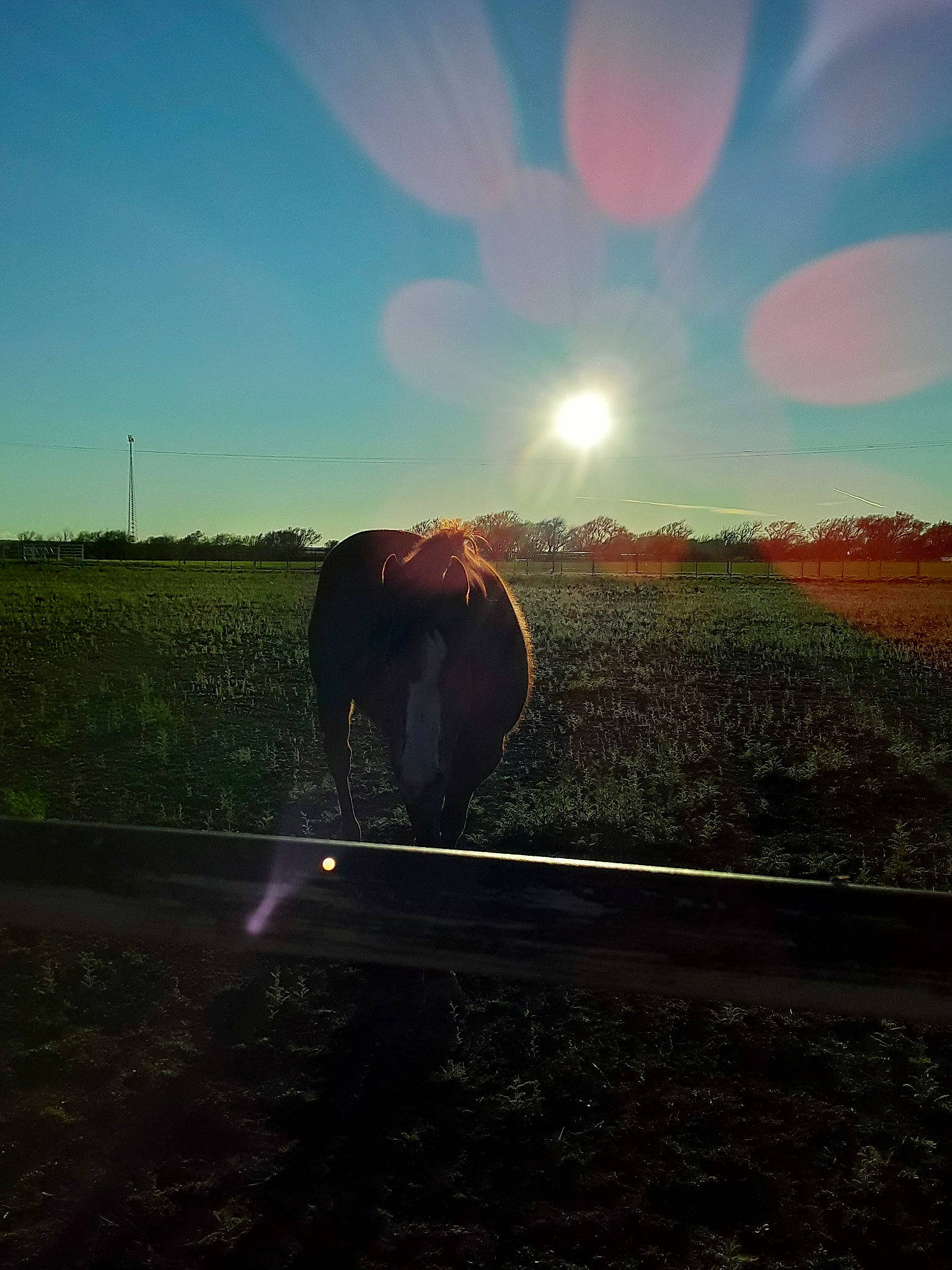 Meggy is registered to the contest to win money with this photo: atmosphere, cloud, ecoregion, evening, field, grass, grassland, horizon, landscape, lens_flare, light, morning, nature, pasture, photography, plain, rural_area, sky, sun, sunlight