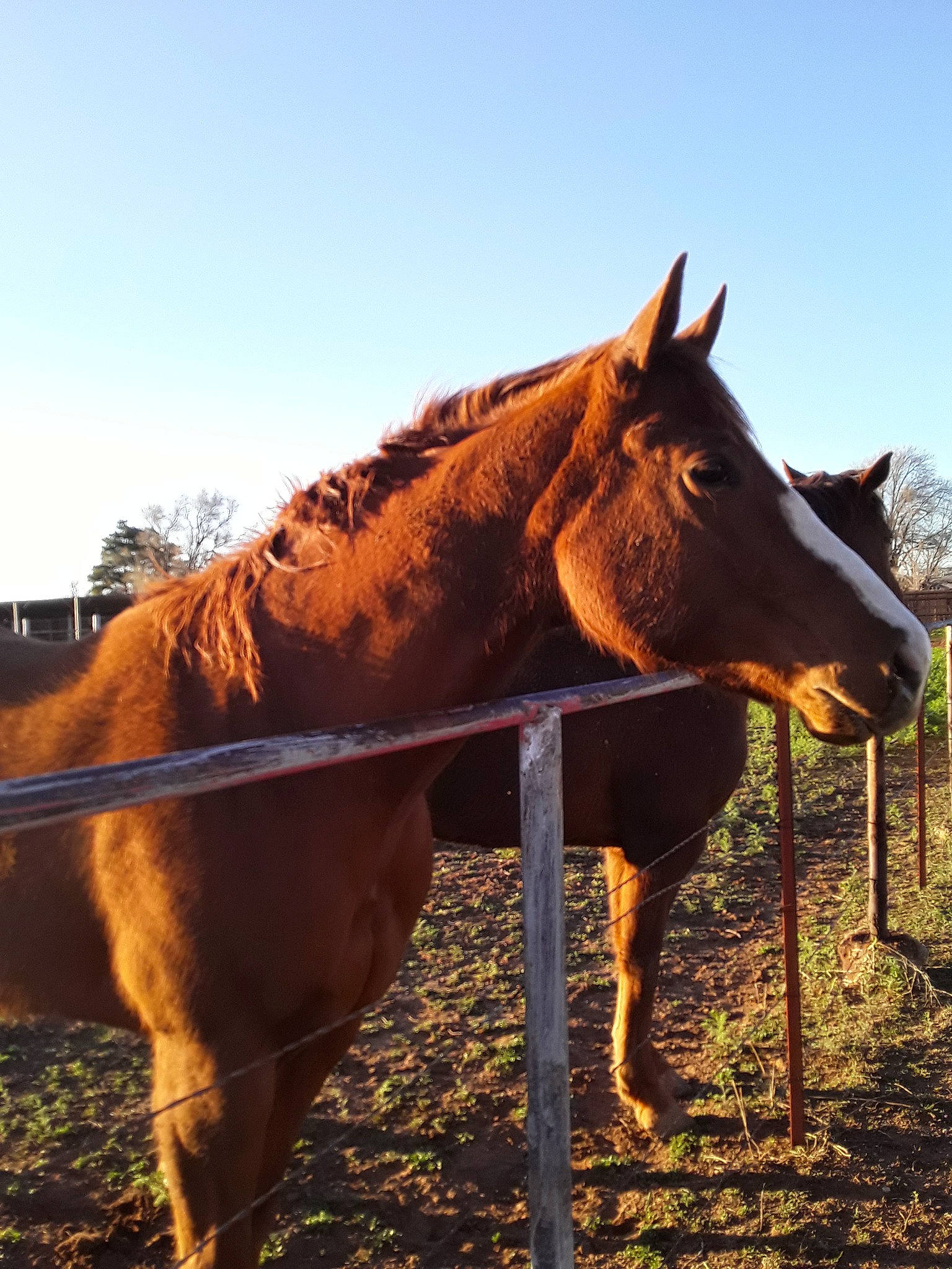 Meggy is registered to the contest to win money with this photo: halter, horse, horse_supplies, horse_tack, liver, livestock, mammal, mane, mare, mustang_horse, organism, pack_animal, pasture, ranch, rein, sky, snout, sorrel, stallion, vertebrate