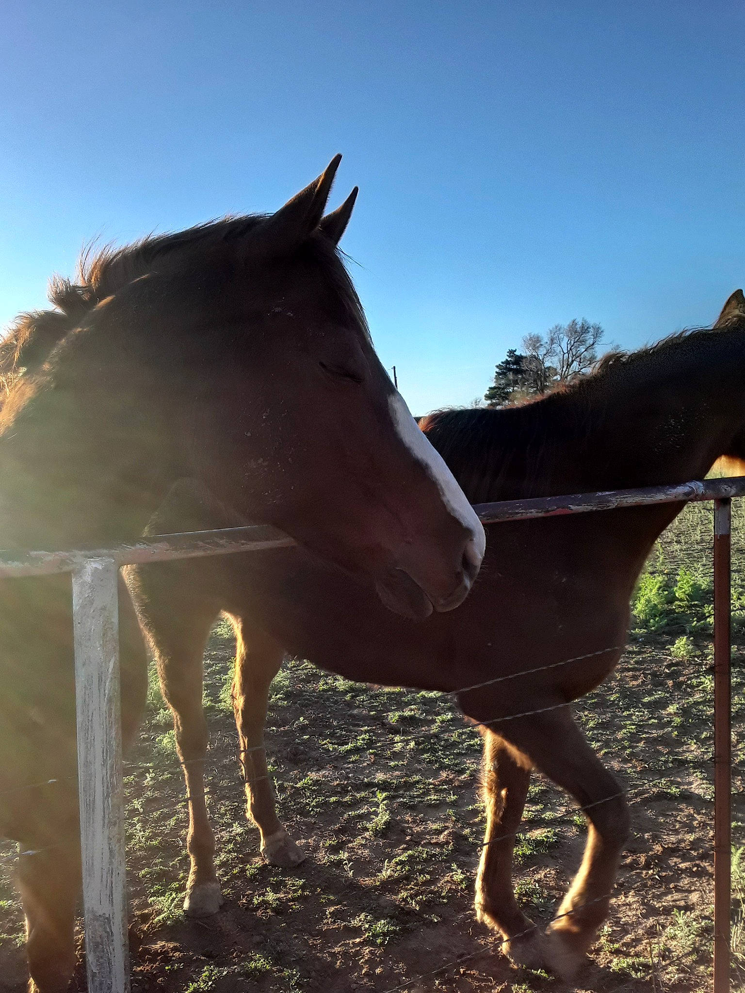 Meggy joined the competition — help win amazing prizes! horse, liver, livestock, mane, mare, mustang_horse, pack_animal, sky, sorrel, stallion