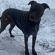 Matches joined the competition — help win amazing prizes! dog, snow, sweater, outdoor, winter, pet, animal, canine, cold, fur, standing, leash, nature, snowy_ground, winter_clothing, alert, mammal, walking, daylight, playful