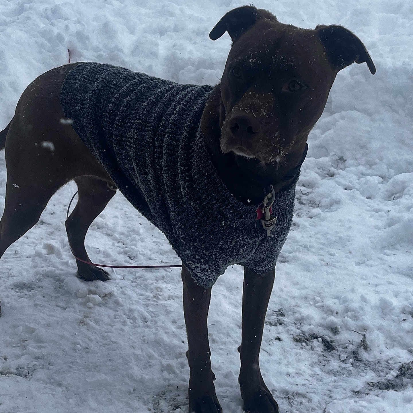 Matches joined the competition — help win amazing prizes! alert, animal, canine, cold, daylight, dog, fur, leash, mammal, nature, outdoor, pet, playful, snow, snowy_ground, standing, sweater, walking, winter, winter_clothing