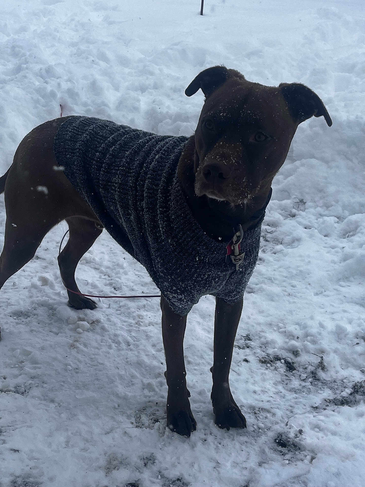 Matches joined the competition — help win amazing prizes! dog, snow, sweater, outdoor, winter, pet, animal, canine, cold, fur, standing, leash, nature, snowy_ground, winter_clothing, alert, mammal, walking, daylight, playful