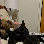 Baby O joined the competition — help win amazing prizes! black_cat, cat, pet, stuffed_animal, plush_toy, bed, lamp, indoor, cozy, yellow_eyes, fur, animal, relaxed, home, cute, soft, resting, sleepy, comfort, feline