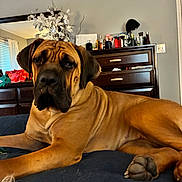 Lizzy is registered to the contest to win money with this photo: dog, bed, furniture, dresser, bottle, plant, indoor, pet, canine, brown_dog, relaxed, resting, paw, room, mirror, curtain, window, wooden_furniture, decor, house