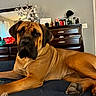 dog, bed, furniture, dresser, bottle, plant, indoor, pet, canine, brown_dog, relaxed, resting, paw, room, mirror, curtain, window, wooden_furniture, decor, house