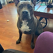 Diamond joined the competition — help win amazing prizes! alert, animal, brown_floor, candle_holder, canine, curtains, decor, dog, domestic, ears_up, furniture, home, indoor, living_room, pet, seated, sofa, table, window, wooden_floor