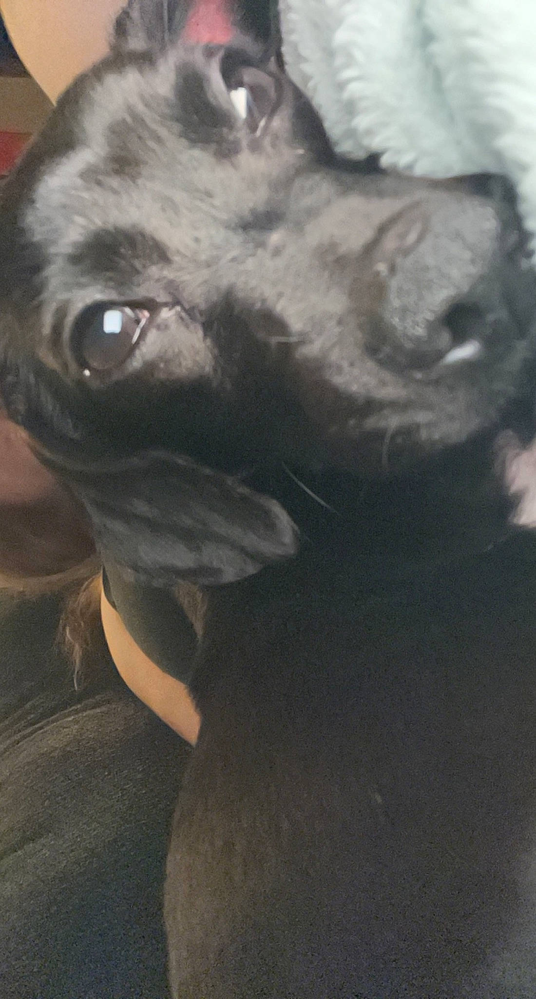 Loki is registered to the contest to win money with this photo: borador, canidae, carnivore, companion_dog, dog, dog_breed, ear, fawn, fur, grey, jaw, liver, non_sporting_group, snout, sporting_group, terrestrial_animal, whiskers, working_animal