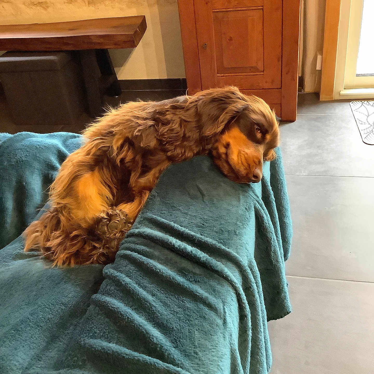 Billie a rejoint le concours — aidez-le/la à gagner de superbes lots ! animal, blanket, blanket_texture, brown_dog, couch, cozy, daylight, dog, floor, fur, furniture, home, indoor, living_room, pet, relaxed, resting, side_view, tile_floor, wooden_furniture