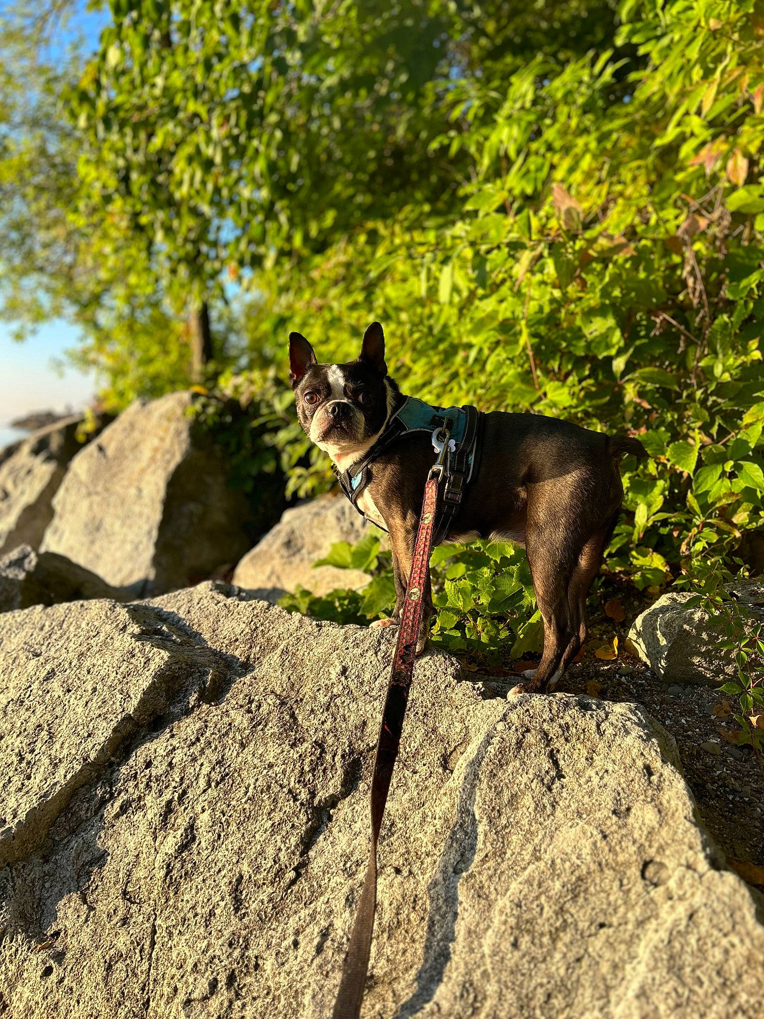 Fang joined the competition — help win amazing prizes! adventure, bedrock, carnivore, companion_dog, dog, dog_breed, dog_supply, fawn, grass, hunting_dog, outcrop, plant, recreation, rock, sky, tail, terrestrial_animal, tree, working_animal, working_dog