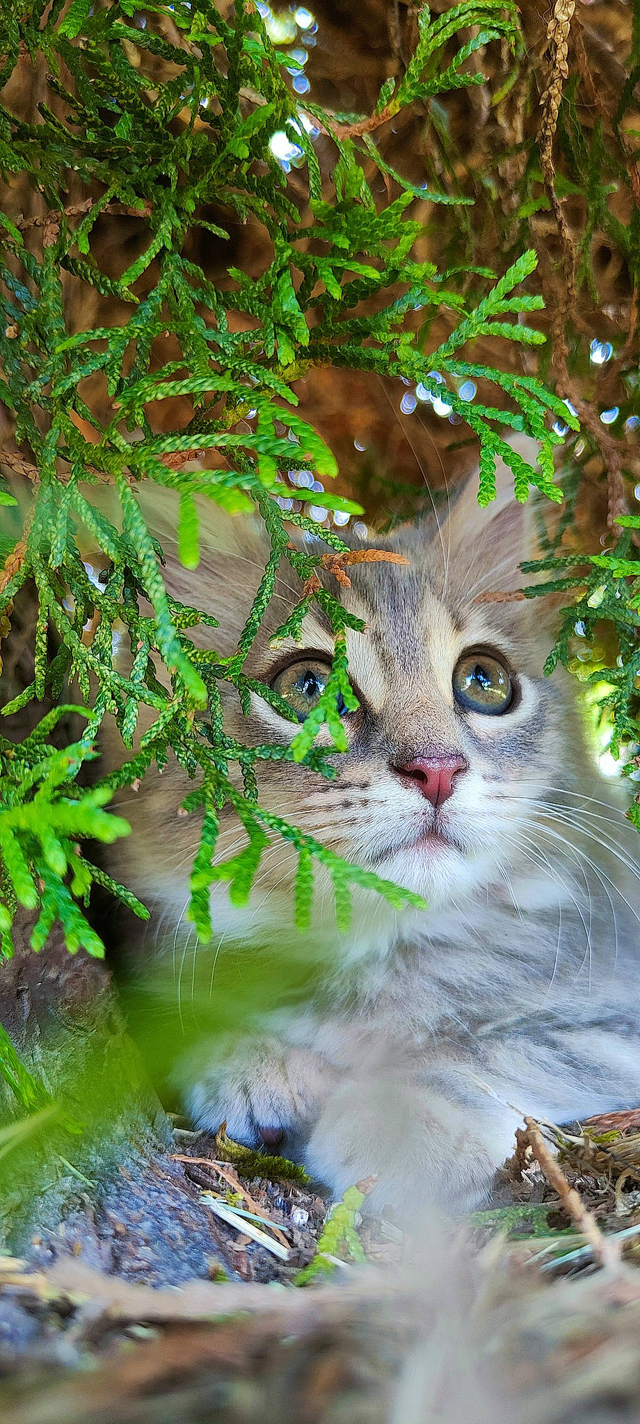 Grisette a rejoint le concours — aidez-le/la à gagner de superbes lots ! art, branch, carnivore, cat, domestic_short_haired_cat, fawn, felidae, grass, groundcover, natural_landscape, plant, small_to_medium_sized_cats, snout, terrestrial_plant, tree, trunk, twig, water, whiskers, window