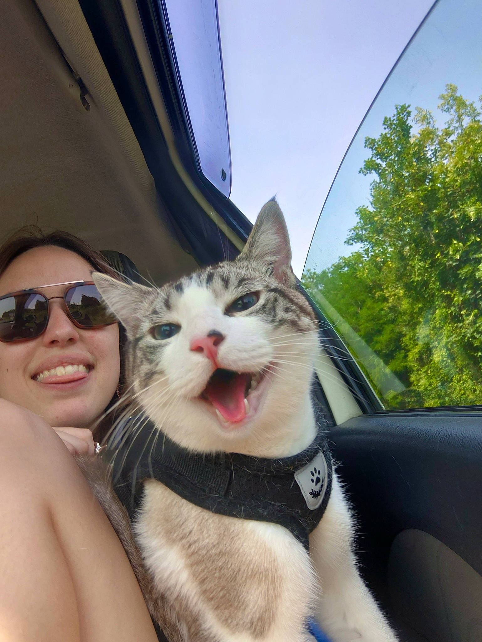 Tsuki a rejoint le concours — aidez-le/la à gagner de superbes lots ! car, carnivore, cat, eyewear, fawn, felidae, goggles, grass, happy, leg, plant, sky, small_to_medium_sized_cats, smile, snout, sunglasses, tree, vehicle_door, whiskers, window