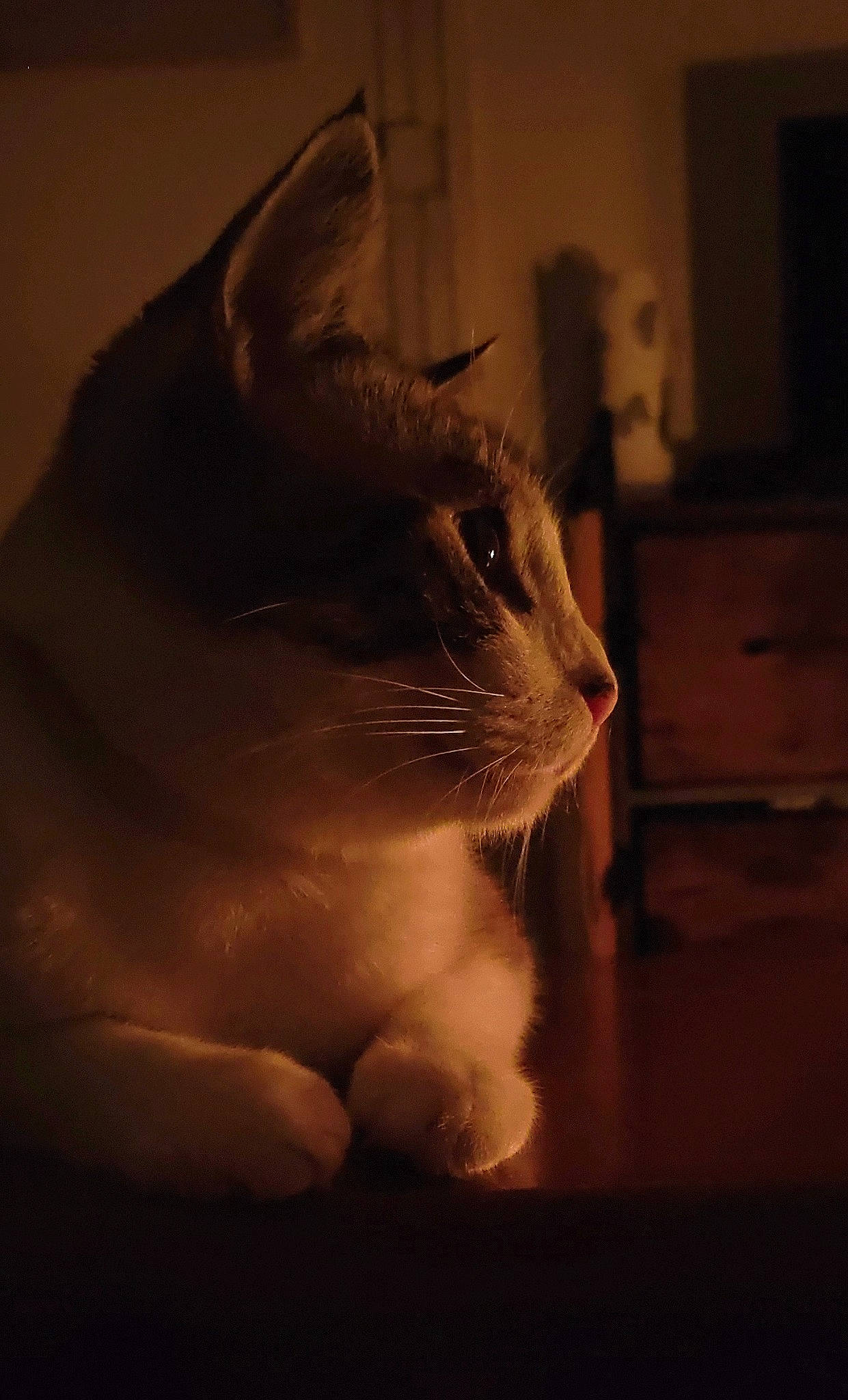 Tsuki participe au concours pour gagner de l'argent avec cette photo : cabinetry, carnivore, cat, darkness, domestic_short_haired_cat, drawer, dresser, fang, fawn, felidae, flooring, fur, hardwood, room, small_to_medium_sized_cats, tail, terrestrial_animal, whiskers, window, wood