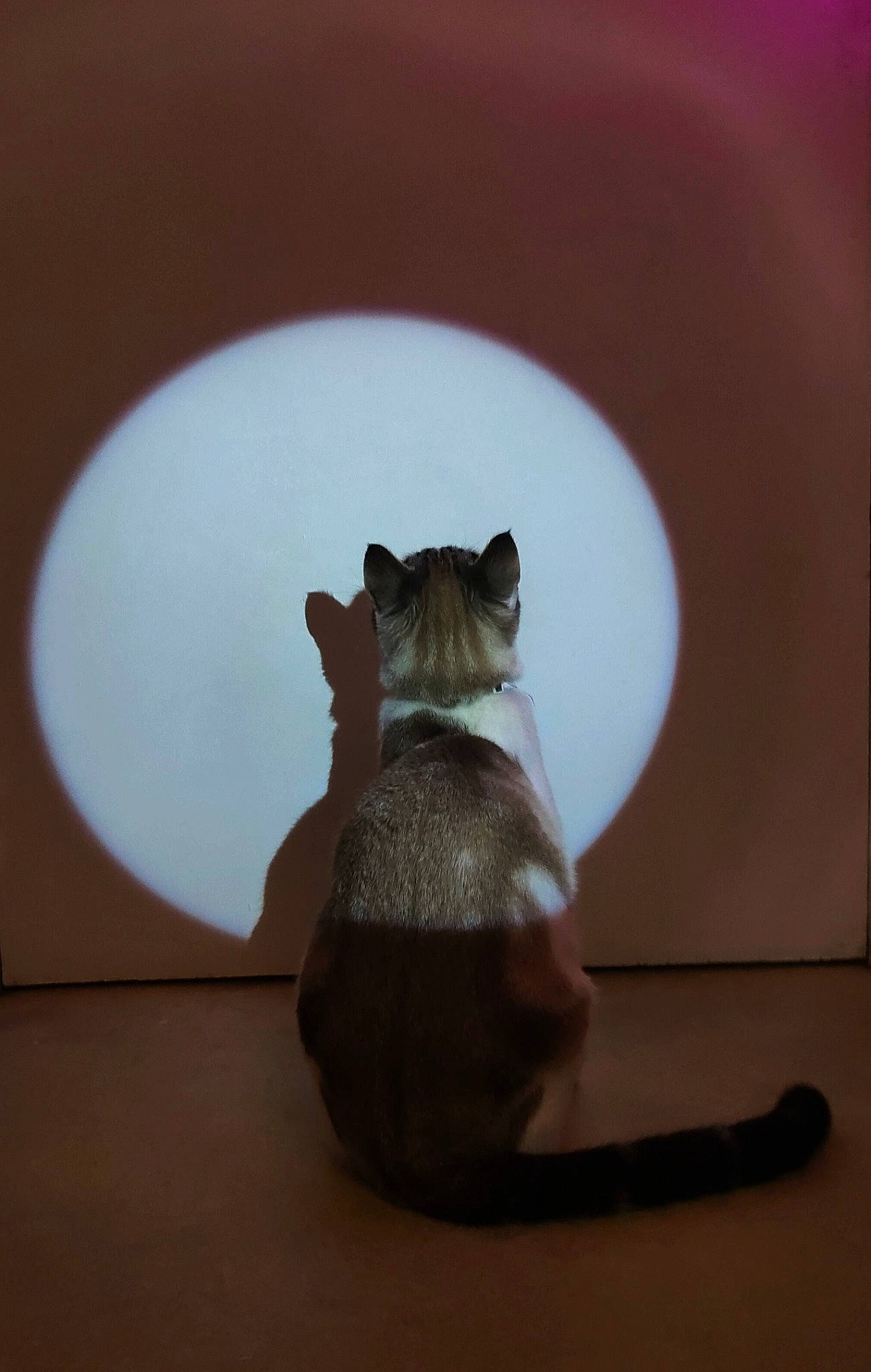 Tsuki participe au concours pour gagner de l'argent avec cette photo : bat, circle, fawn, felidae, foot, fur, hamster, mouse, muroidea, paw, pest, rat, rodent, shadow, small_to_medium_sized_cats, snout, tail, tints_and_shades, whiskers, wood