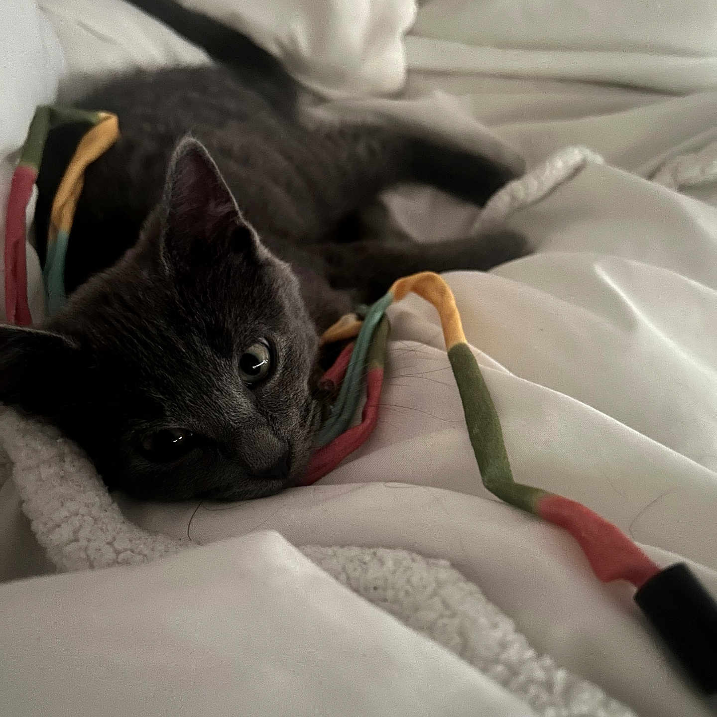 Frankie