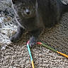 cat, kitten, gray_cat, carpet, rug, toy, string, indoor, pet, animal, playful, feline, paw, curious, texture, cozy, floor, domestic, young_cat, resting