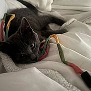 Frankie is registered to the contest to win money with this photo: kitten, gray_cat, blanket, bed, cozy, indoor, cute, pet, fur, playful, string, lying_down, soft, resting, animal, whiskers, close_up, young_cat, domestic_cat, relaxed