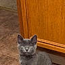 cat, kitten, gray_cat, floor, tile_floor, wooden_cabinet, indoor, pet, animal, curious, sitting, young_cat, domestic_cat, feline, whiskers, ears, tail, looking, cute, small