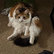Remi joined the competition — help win amazing prizes! cat, calico, fluffy, carpet, indoor, pet, animal, feline, fur, legs, tail, resting, cute, domestic, sitting, clutter, background, dimly_lit, looking, curious