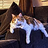 cat, fluffy, couch, indoor, window, blinds, curtain, furniture, relaxed, pet, animal, corduroy, home, cozy, orange, white, brown, wide_eyes, sitting, domestic