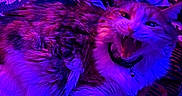 Remi is registered to the contest to win money with this photo: cat, animal, pet, fur, fluffy, yawning, indoor, blanket, patterned, purple_lighting, blue_lighting, collar, cute, whiskers, relaxed, cozy, feline, resting, closeup, soft