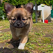 Babou participe au concours pour gagner de l'argent avec cette photo : puppy, dog, outdoor, grass, sunlight, ears, young_animal, pet, walking, nature, garden, house, leafy, small_dog, cute, animal, daylight, fur, mammal, playful