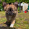 puppy, dog, outdoor, grass, sunlight, ears, young_animal, pet, walking, nature, garden, house, leafy, small_dog, cute, animal, daylight, fur, mammal, playful