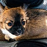 puppy, dog, brown_fur, black_muzzle, cute, pet, animal, outdoor, feet, legs, shoes, texture, curious, small, young, furry, companionship, closeup, resting, adorable
