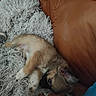 Babou a rejoint le concours — aidez-le/la à gagner de superbes lots ! puppy, dog, pet, animal, sleeping, couch, leather, blanket, fluffy, fur, cute, relaxed, indoor, resting, cozy, small, laying_down, brown, black, white