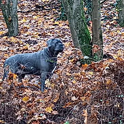 Khal participe au concours pour gagner de l'argent avec cette photo : animal, autumn, bark, branch, brown, canine, collar, daytime, dog, forest, green, ground, leaves, nature, outdoor, pet, plant, trees, wildlife, woodland