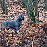 animal, autumn, bark, branch, brown, canine, collar, daytime, dog, forest, green, ground, leaves, nature, outdoor, pet, plant, trees, wildlife, woodland