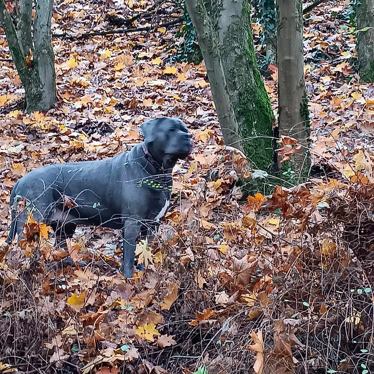 Khal participe au concours pour gagner de l'argent avec cette photo : animal, autumn, bark, branch, brown, canine, collar, daytime, dog, forest, green, ground, leaves, nature, outdoor, pet, plant, trees, wildlife, woodland