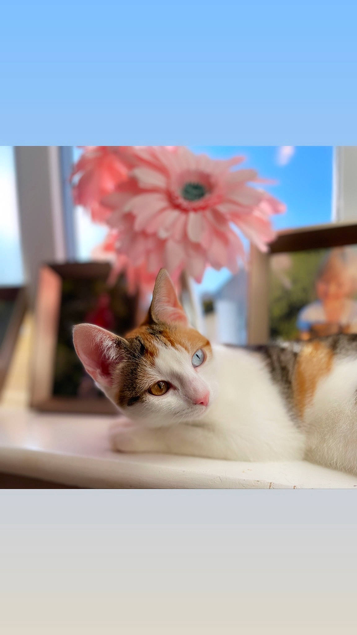 Baby joined the competition — help win amazing prizes! carnivore, cat, cut_flowers, domestic_short_haired_cat, fawn, felidae, flower, flower_arranging, fur, paw, peach, petal, plant, room, small_to_medium_sized_cats, tail, tree, whiskers, window, wood