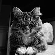 čilė is registered to the contest to win money with this photo: cat, fluffy, fur, whiskers, animal, pet, portrait, black_and_white, wooden_surface, indoor, close_up, eyes, paws, relaxed, feline, muzzle, focused, domestic_animal, cute, sitting