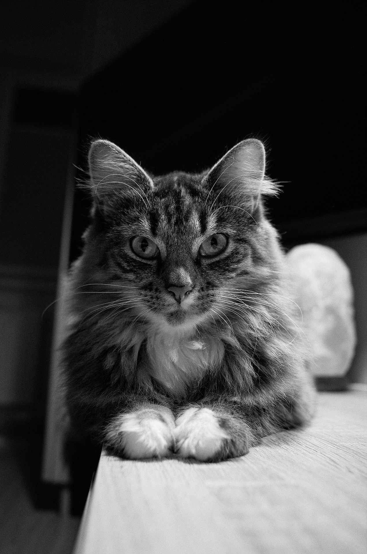 čilė is registered to the contest to win money with this photo: cat, fluffy, fur, whiskers, animal, pet, portrait, black_and_white, wooden_surface, indoor, close_up, eyes, paws, relaxed, feline, muzzle, focused, domestic_animal, cute, sitting