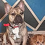 Rafale participe au concours pour gagner de l'argent avec cette photo : dog, two_dogs, leopard_print_blanket, red_collar, toy, tile_floor, geometric_wall, brown_dog, small_dog, medium_dog, indoor, pet, animal, companion, resting, alert, cute, fur, ears, face