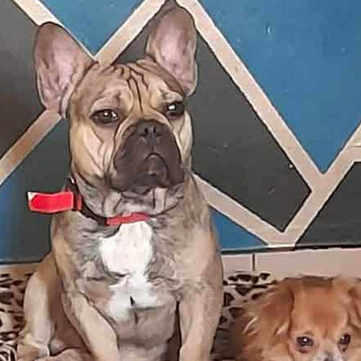 Rafale participe au concours pour gagner de l'argent avec cette photo : alert, animal, brown_dog, companion, cute, dog, ears, face, fur, geometric_wall, indoor, leopard_print_blanket, medium_dog, pet, red_collar, resting, small_dog, tile_floor, toy, two_dogs