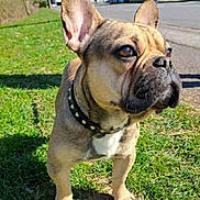 Rafale participe au concours pour gagner de l'argent avec cette photo : dog, french_bulldog, grass, sidewalk, daylight, outdoor, pet, canine, animal, collar, ears_up, brown_fur, short_hair, street, residential_area, sunny, shadow, alert, close_up, nature