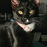 Boots joined the competition — help win amazing prizes! cat, black_cat, yellow_eyes, whiskers, collar, pet, indoor, closeup, portrait, feline, animal, cute, domestic_cat, fur, face, alert, young_cat, muzzle, ears, black_fur