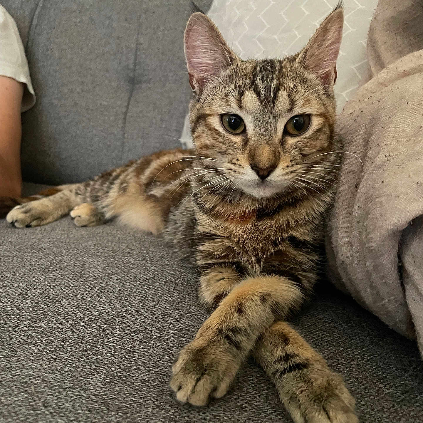 Peach a rejoint le concours — aidez-le/la à gagner de superbes lots ! abyssinian, animal, architecture, armchair, blanket, building, cat, chair, couch, cushion, furniture, homedecor, indoors, kitten, livingroom, manx, person, pet, room, sleeping