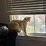 cat, window, blinds, windowsill, chair, indoor, pet, looking_out, sunlight, silhouette, collar, living_room, phone_ui, screenshot, timestamp, car_outside, grass, cozy, feline, home
